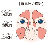 副鼻腔の構造