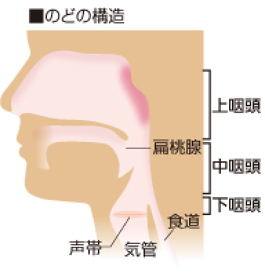 喉 が 狭く 感じる